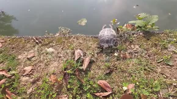 池塘岸边的红耳龟视频的预览图