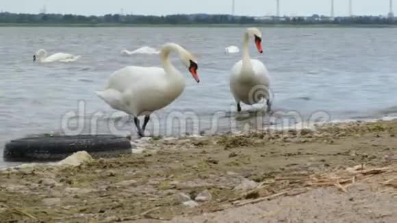 两只天鹅从水里出来视频的预览图