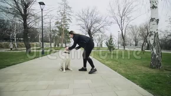 猎犬拉布拉多喜犬和女人在公园户外玩耍视频的预览图