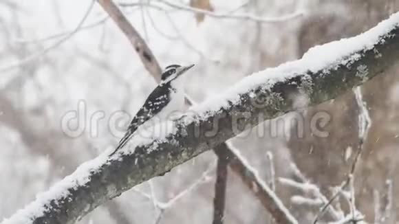 暴风雪中的啄木鸟视频的预览图