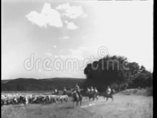 牛仔们在牧场放牛视频的预览图
