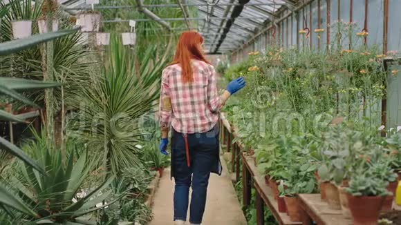 大花房里一位英俊的年轻女子边走边看护和检查植物的状况视频的预览图