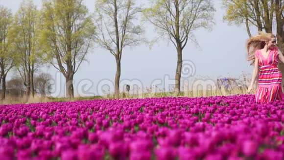 女孩捧着一束五颜六色的郁金香花站在紫色的郁金香田野上视频的预览图