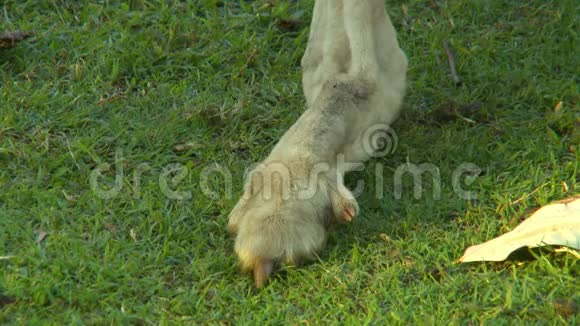 袋鼠脚和爪子视频的预览图