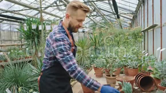 一位长相英俊的园丁在他自己的工业花棚里快乐地工作着把一种装饰性的植物种在视频的预览图