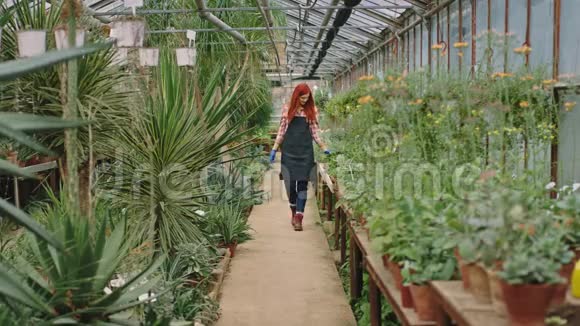 早晨红头发的园丁女士在花棚里走来走去检查她拿的花的状况视频的预览图