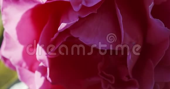 花园里的粉红色玫瑰花蕾视频的预览图