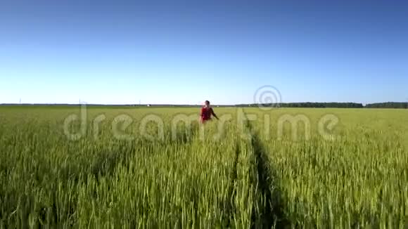 女人走在美丽无边的绿黄田野里视频的预览图