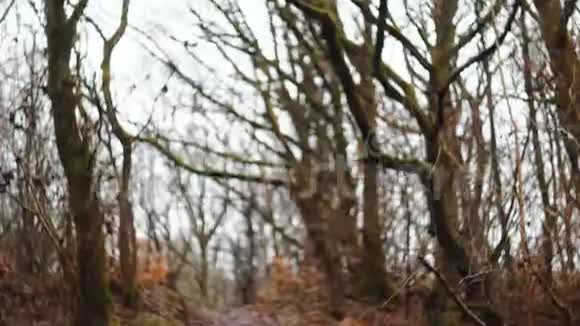 模糊的镜头倾斜在快乐的摄影师女人慢慢地走在大气的秋林路上缓慢的运动视频的预览图