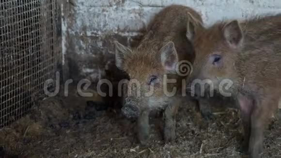 两只灰色的小猪在农场吃草视频的预览图