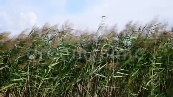 风吹动芦苇视频的预览图