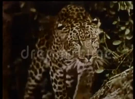 两只豹子在巡游视频的预览图