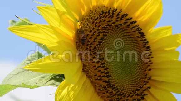 葵花蜜蜂夏日自然视频的预览图