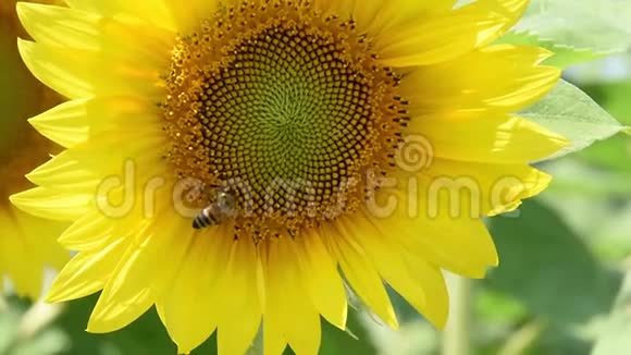 葵花蜜蜂夏日自然视频的预览图
