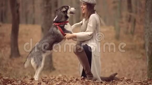秋天公园里遛狗的女人美丽的女孩在秋天的自然背景上玩狗哈士奇秋天视频的预览图