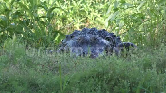 大型鳄鱼步行到运河视频的预览图