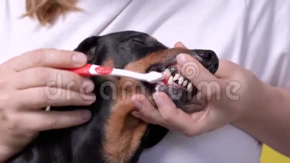 主人用一种专门的动物刷子小心地刷狗牙视频的预览图