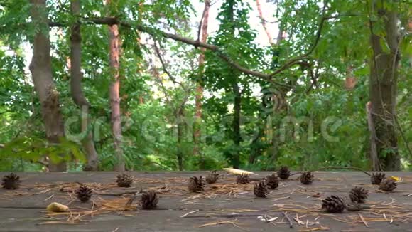 森林中的松果视频的预览图