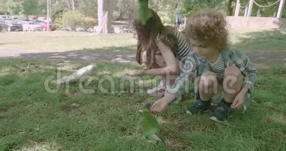 当一只鸟落在女孩的头上时孩子们把鸟籽喂给澳大利亚本土的一种鹦鹉彩虹视频的预览图