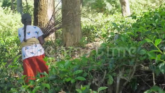 穿着传统衣服的女人在树间散步视频的预览图