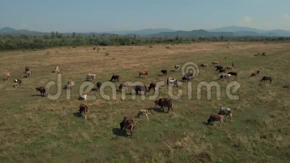 农村农田上的牛群视频的预览图
