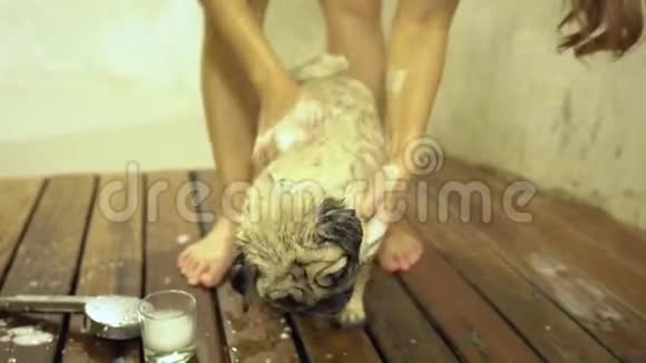 可爱的狗哈巴狗洗个泡泡澡让人感觉很幸福视频的预览图