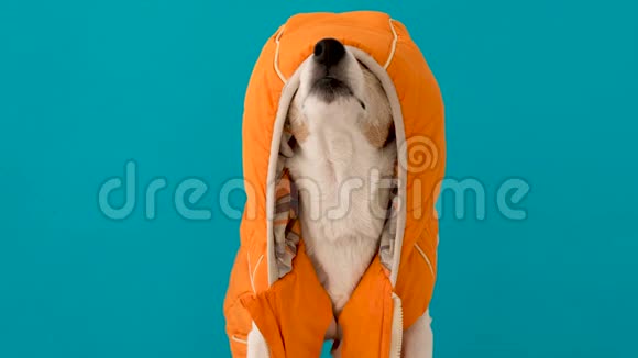 可爱的狗穿暖和的衣服带帽子视频的预览图