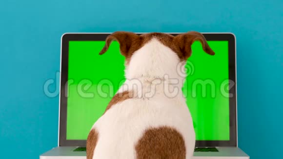狗在工作室浏览笔记本电脑视频的预览图