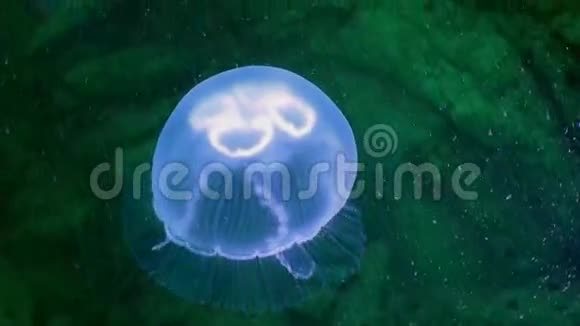 绿色海水中更大的水母视频的预览图