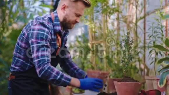 有魅力的英俊的男园丁手里拿着一个罐子目光集中在他照顾的装饰植物上视频的预览图