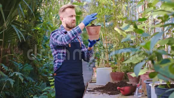 在农业温室里留着胡子的人非常小心地把一种装饰植物种在锅里他用蓝手套视频的预览图