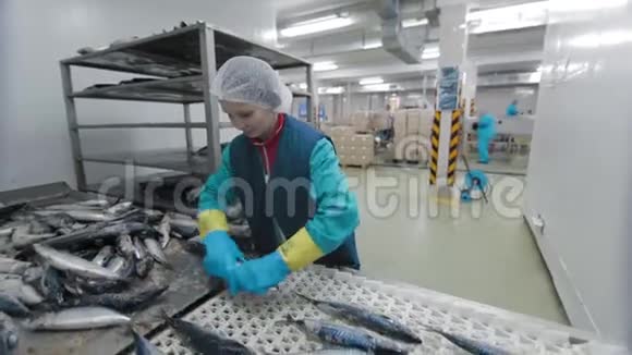冷冻鱼正在被工厂的工作人员清洗运输机制是重新定位鱼类进行加工视频的预览图