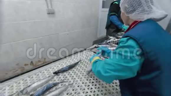 冷冻鱼正在被工厂的工作人员清洗运输机制是重新定位鱼类进行加工原料视频的预览图