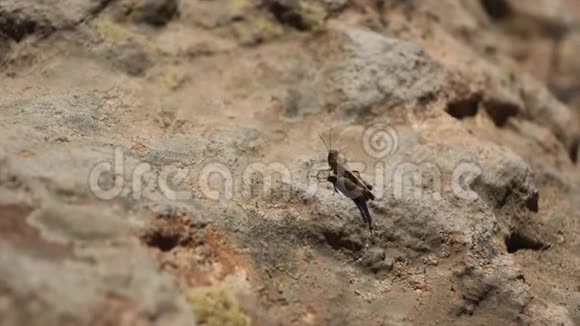 蟋蟀在慢动作中跳跃视频的预览图