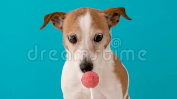 糖果棒棒糖舔狗视频的预览图