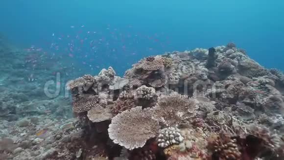 拉洋拉洋岛的珊瑚区视频的预览图