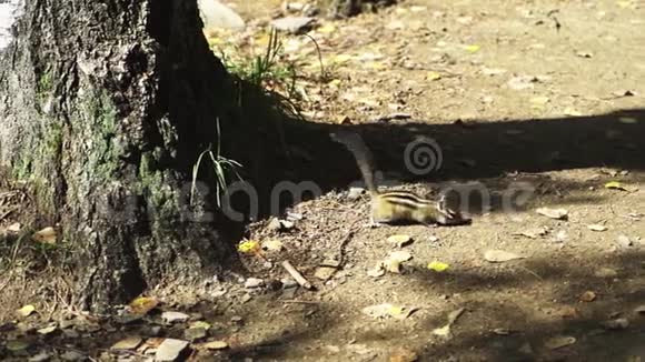 森林里的花栗鼠收集视频的预览图