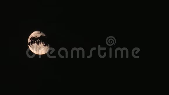月亮在树后面视频的预览图