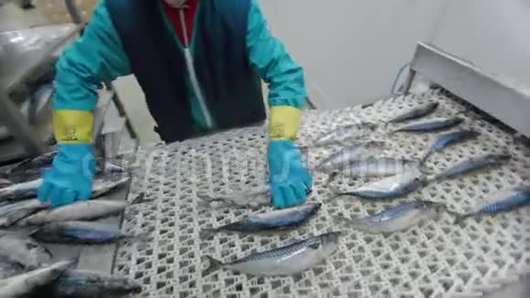 冷冻鱼正在被工厂的工作人员清洗运输机制是重新定位鱼类进行加工原料视频的预览图