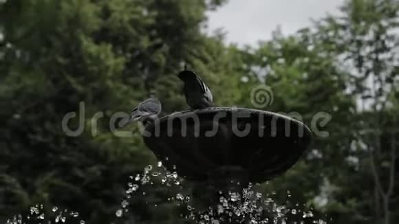 喷泉旁的灰色城市鸽子视频的预览图