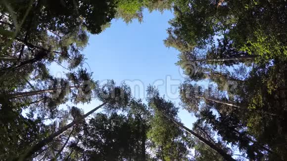 仰望森林中的天空视频的预览图