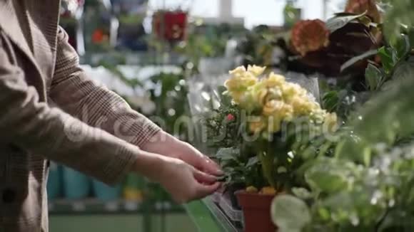 少女选择家中盛开的盆花女性双手检查温室内的开花植物特写视频的预览图