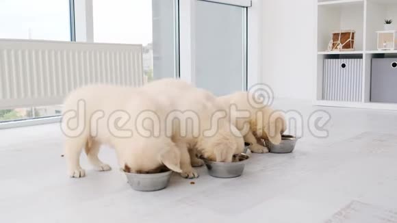 一群小狗从碗里吃东西视频的预览图
