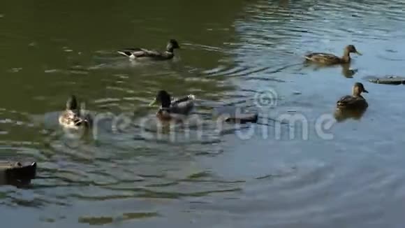 鸭子在池塘里游泳野生动物视频的预览图
