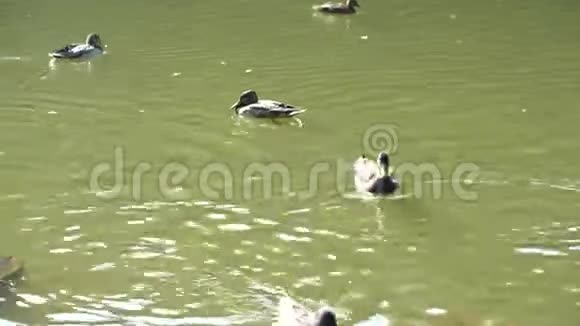鸭子在池塘里游泳野生动物视频的预览图