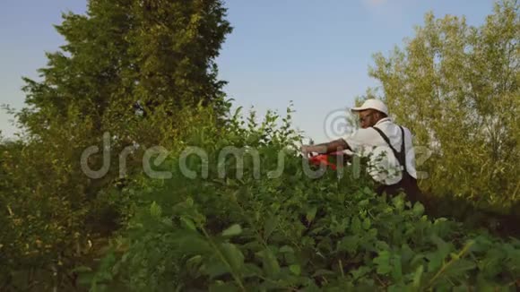 非洲裔加格纳在树篱顶上砍视频的预览图