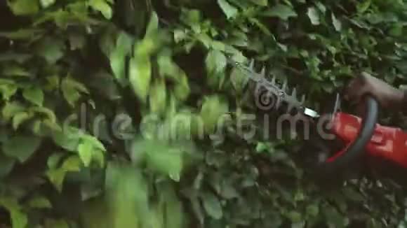 盖格纳修剪树篱的特写镜头视频的预览图