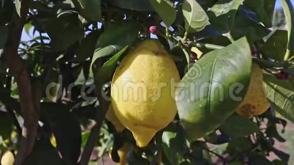 树上的亮柠檬视频的预览图