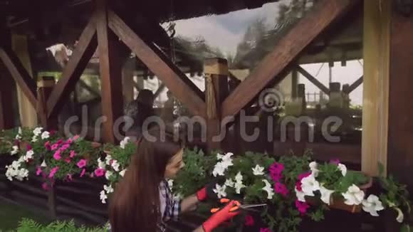 有魅力的女孩用剪枝剪去家中的植物视频的预览图