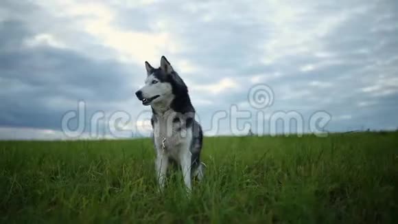 黑白狗日落时在公园户外培育西伯利亚哈士奇视频的预览图